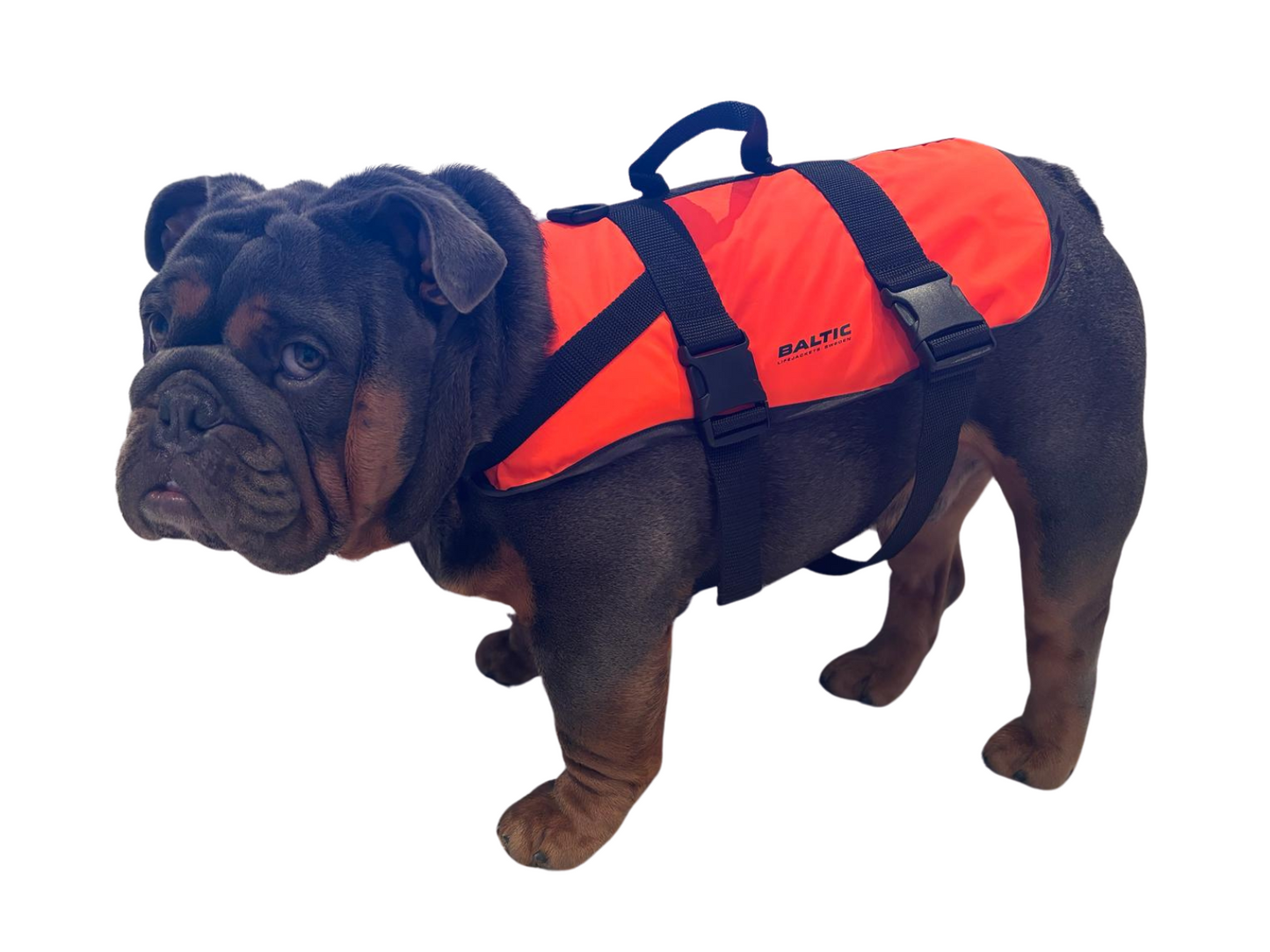 The Baltic Pluto Orange Dog Buoyancy Aid for Kayaking
