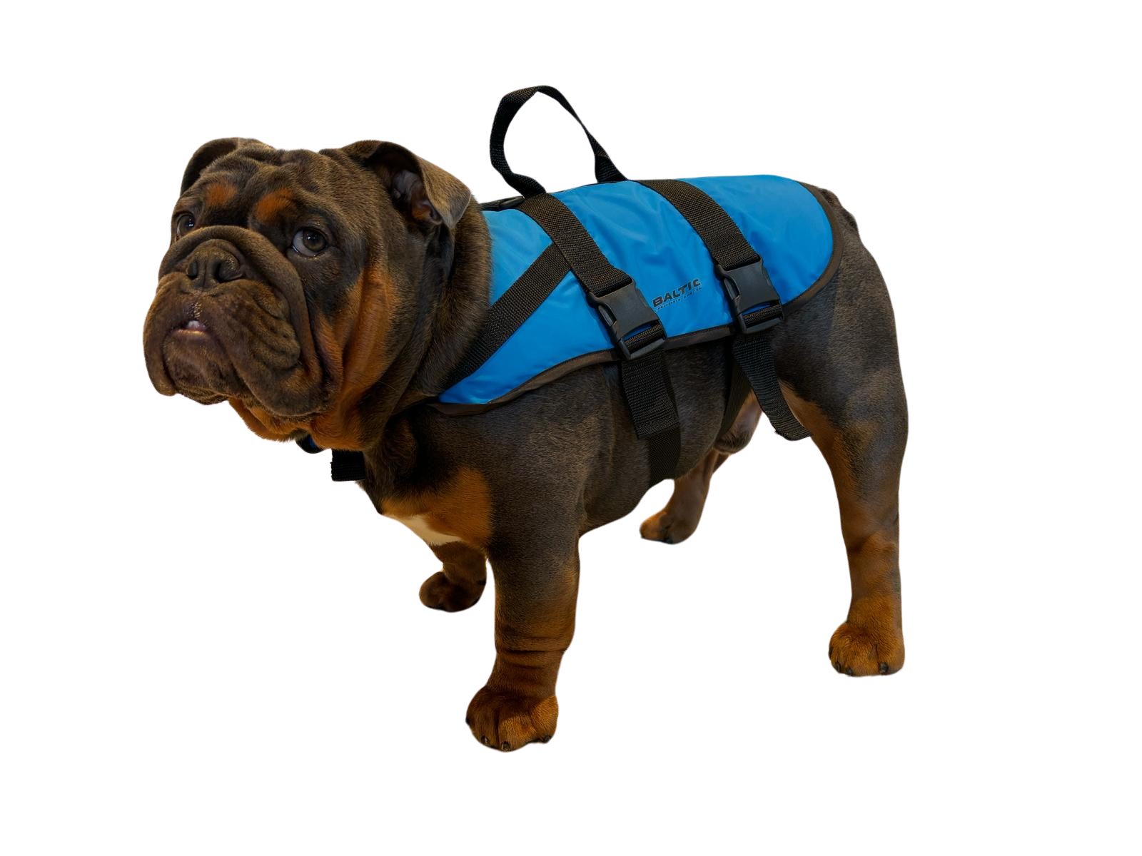 Baltic Pluto Blue Dog Buoyancy Aid for Kayaking Shop Now